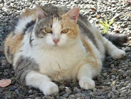 How to Tell If Your Cat is Overweight