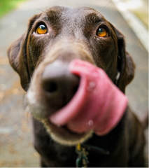 why is dog saliva slimy