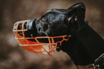 Effective Dog Muzzle For Training And Safety - Prevents Chewing