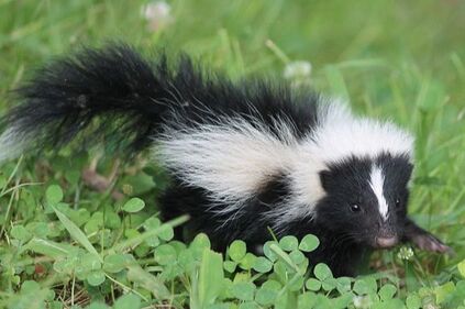 A young black and white skunk is walking through grass.
