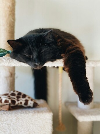 A black cat is sleeping on an indoor climbing structure.