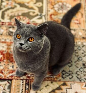 A gray cat is sitting on a colorful rug.