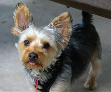 A black and tan Yorkshire terrier looks toward the camera.